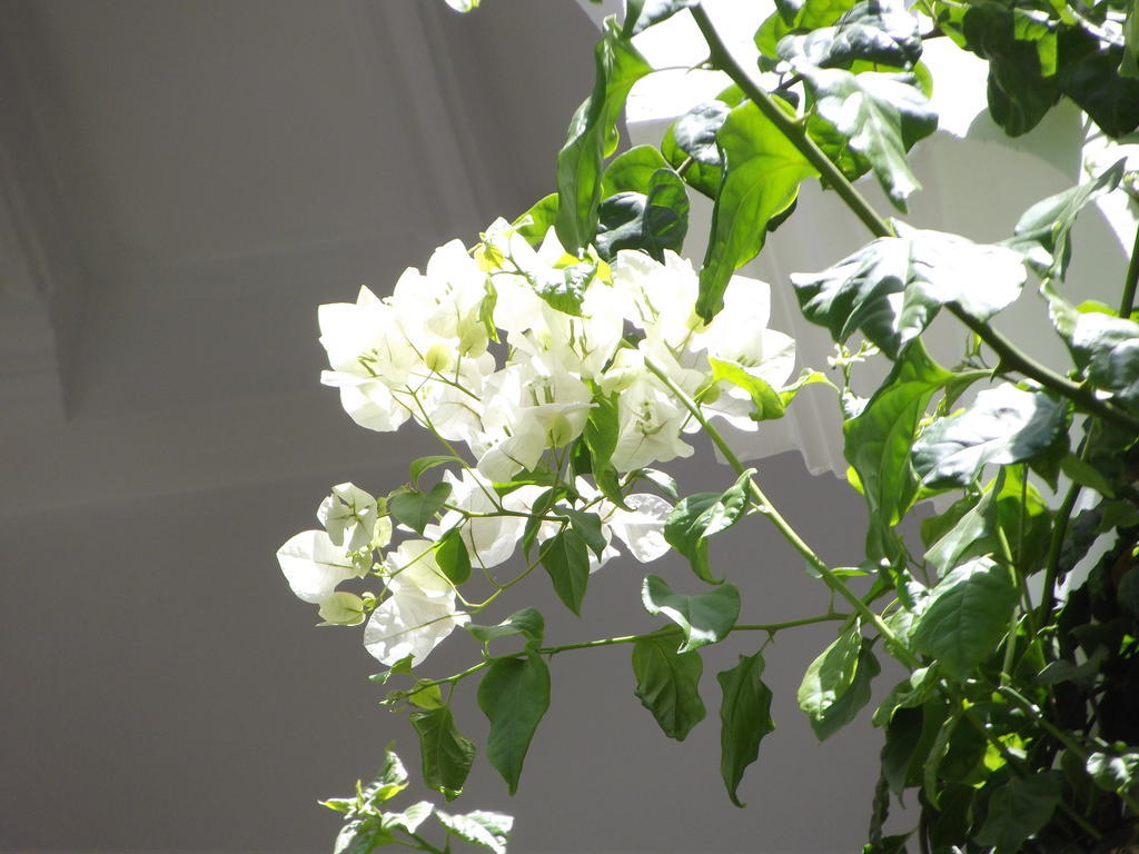 Riad Les Bougainvilliers Марракеш Экстерьер фото